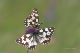 <p>OKÁČ BOJÍNKOVÝ (Melanargia galathea) ----- /Marbled white - Schachbrett (Schmetterling)/</p>
